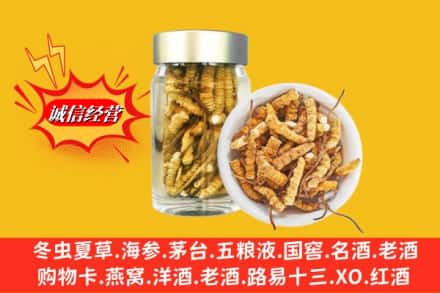 南安市回收散虫草
