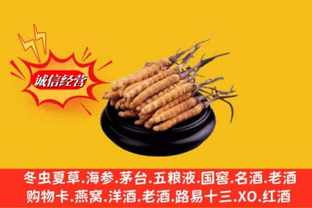 南安市名酒回收冬虫夏草.jpg